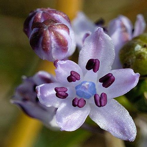 Scilla Autumnalis